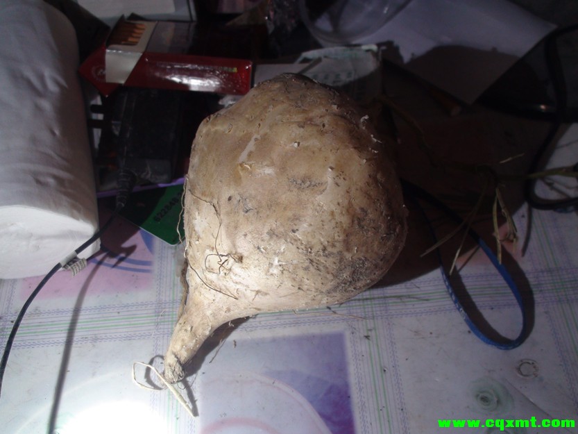 DSC02637.JPG