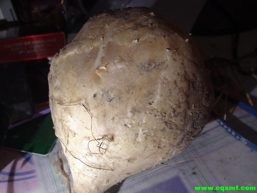 DSC02638.JPG